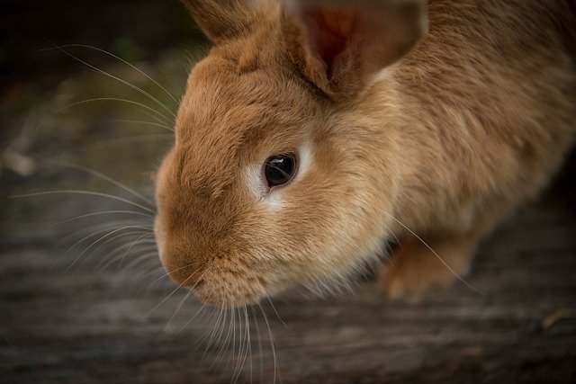 découvrez des conseils essentiels pour assurer le bien-être de votre lapin lorsqu'il est seul à la maison. apprenez comment créer un environnement sécurisant et stimulant pour votre compagnon à quatre pattes, et évitez l'ennui et le stress.