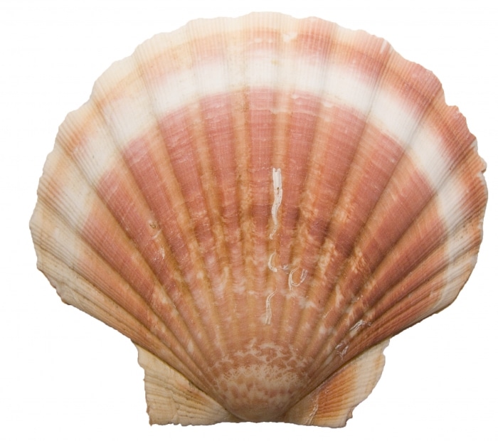 découvrez les bienfaits des coquilles saint-jacques pour votre santé ! riches en protéines, vitamines et oméga-3, ces délices de la mer favorisent une alimentation équilibrée tout en offrant une expérience gustative inoubliable.