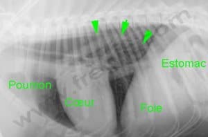 découvrez tout ce qu'il faut savoir sur le reflux gastrique chez le chien : causes, symptômes, traitements et conseils pour soulager votre compagnon à quatre pattes.