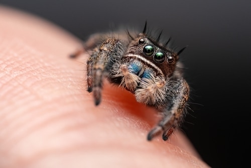 découvrez la fascinante mini araignée sauteuse, un petit arachnide au comportement captivant. apprenez tout sur ses caractéristiques, son habitat et ses incroyables capacités de saut dans notre guide complet sur cette créature intrigante.