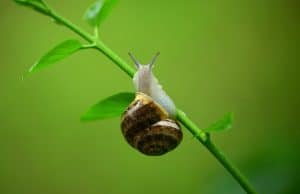 Le régime alimentaire de l'escargot : tout ce qu'il faut savoir