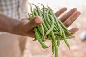 Haricots verts cuits : conseils pour une conservation optimale au réfrigérateur