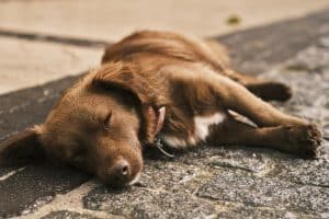 Symptômes du reflux gastrique chez le chien : comment les reconnaître