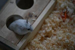 Hamster en chaleur : comprendre son comportement et ses besoins