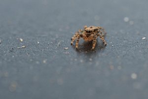 Petite araignée sauteuse en France : caractéristiques et comportements