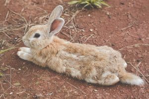 Lapin seul : comment assurer son bien-être en l'absence de compagnie