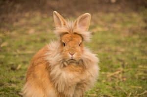 Lapin seul : comment assurer son bien-être en l'absence de compagnie