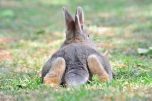 Lapin seul : comment assurer son bien-être en l'absence de compagnie