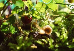 Le régime alimentaire de l'escargot : tout ce qu'il faut savoir