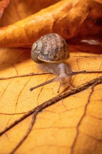 Le régime alimentaire de l'escargot : tout ce qu'il faut savoir