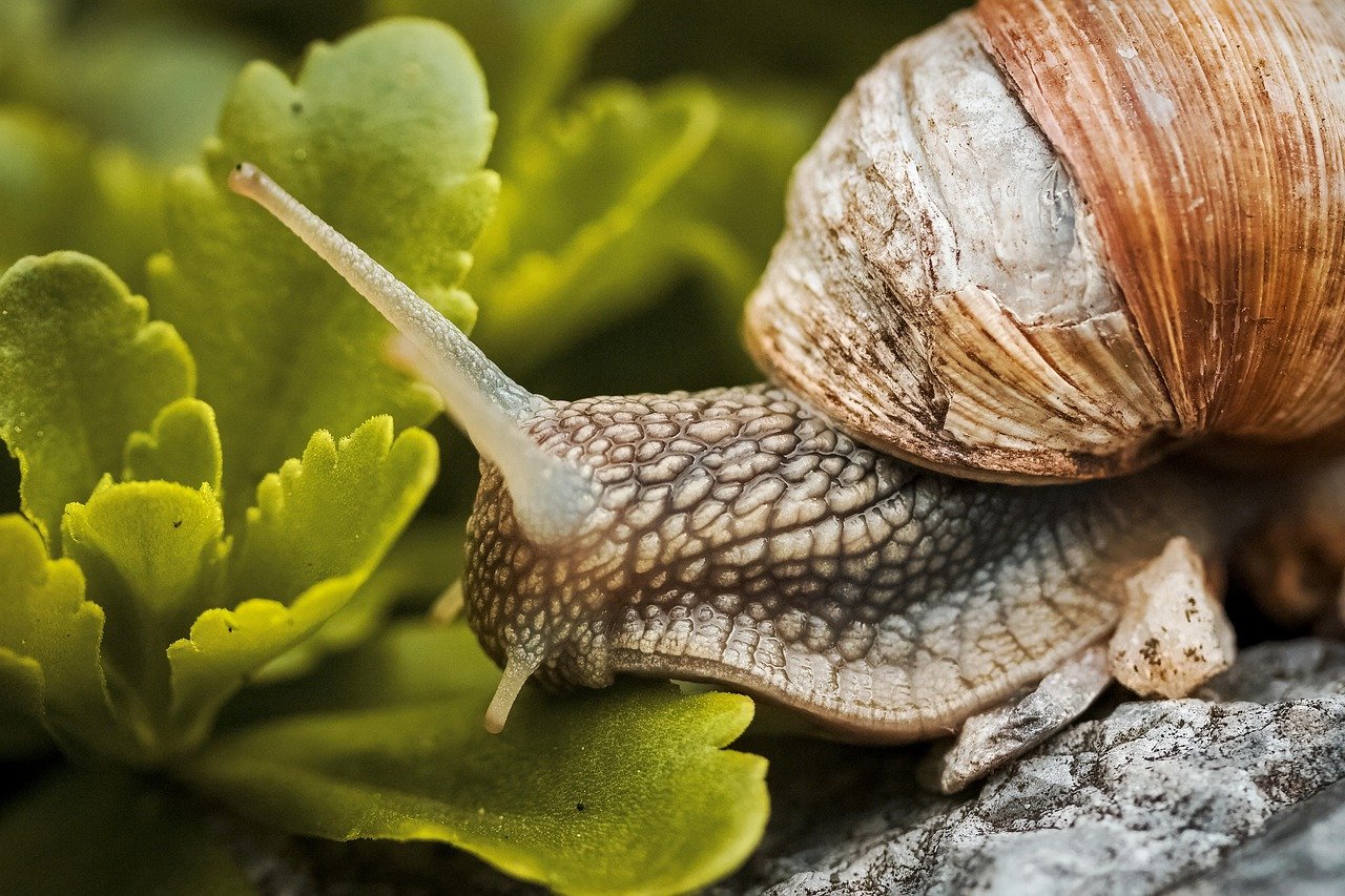 Le régime alimentaire de l'escargot : tout ce qu'il faut savoir