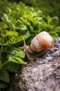 Comment élever un escargot : guide pratique pour débutants