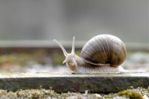 Comment élever un escargot : guide pratique pour débutants