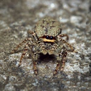 Petite araignée sauteuse en France : caractéristiques et comportements